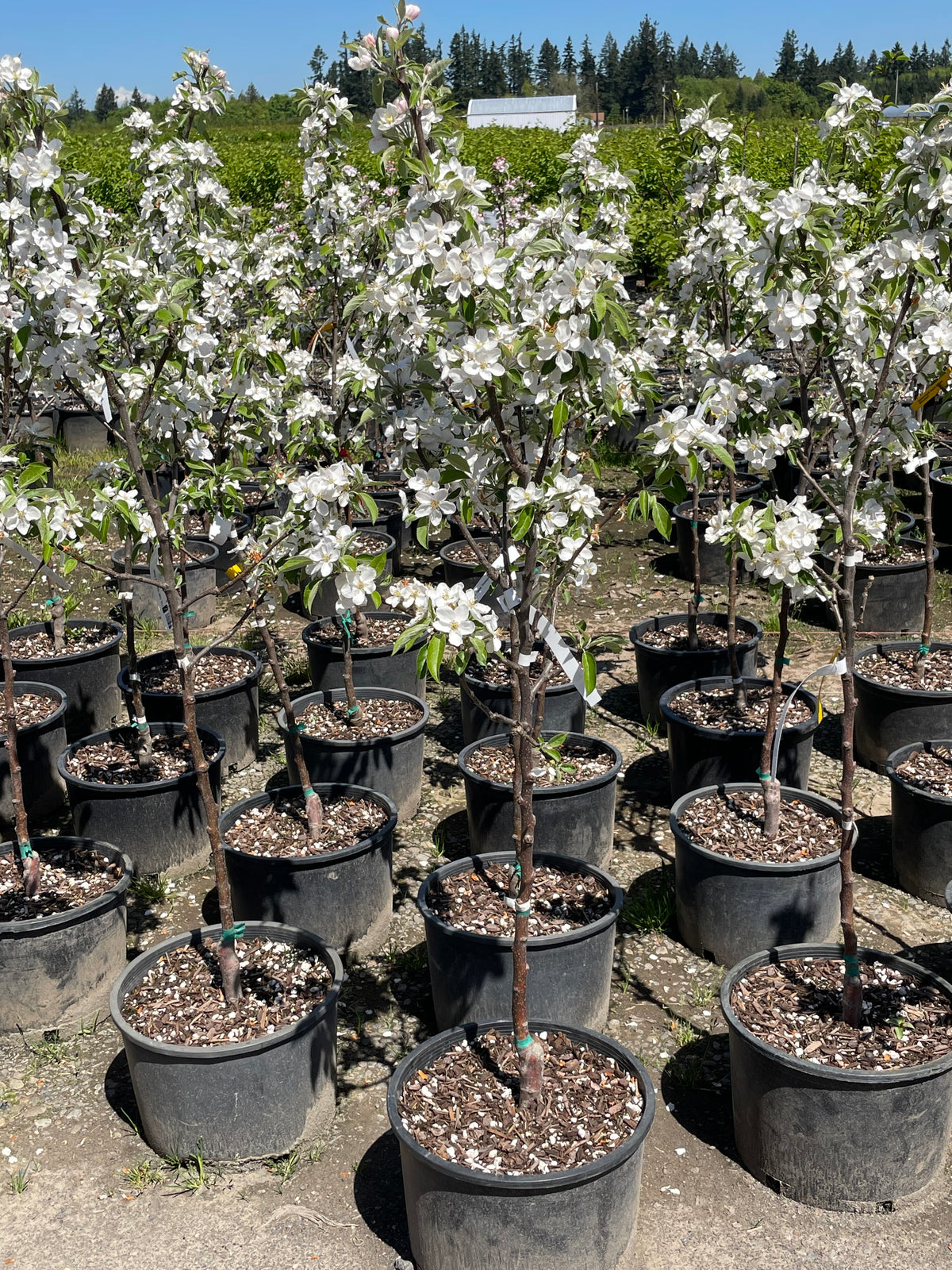 Fruit, Apple 'Honeycrisp' (STD)