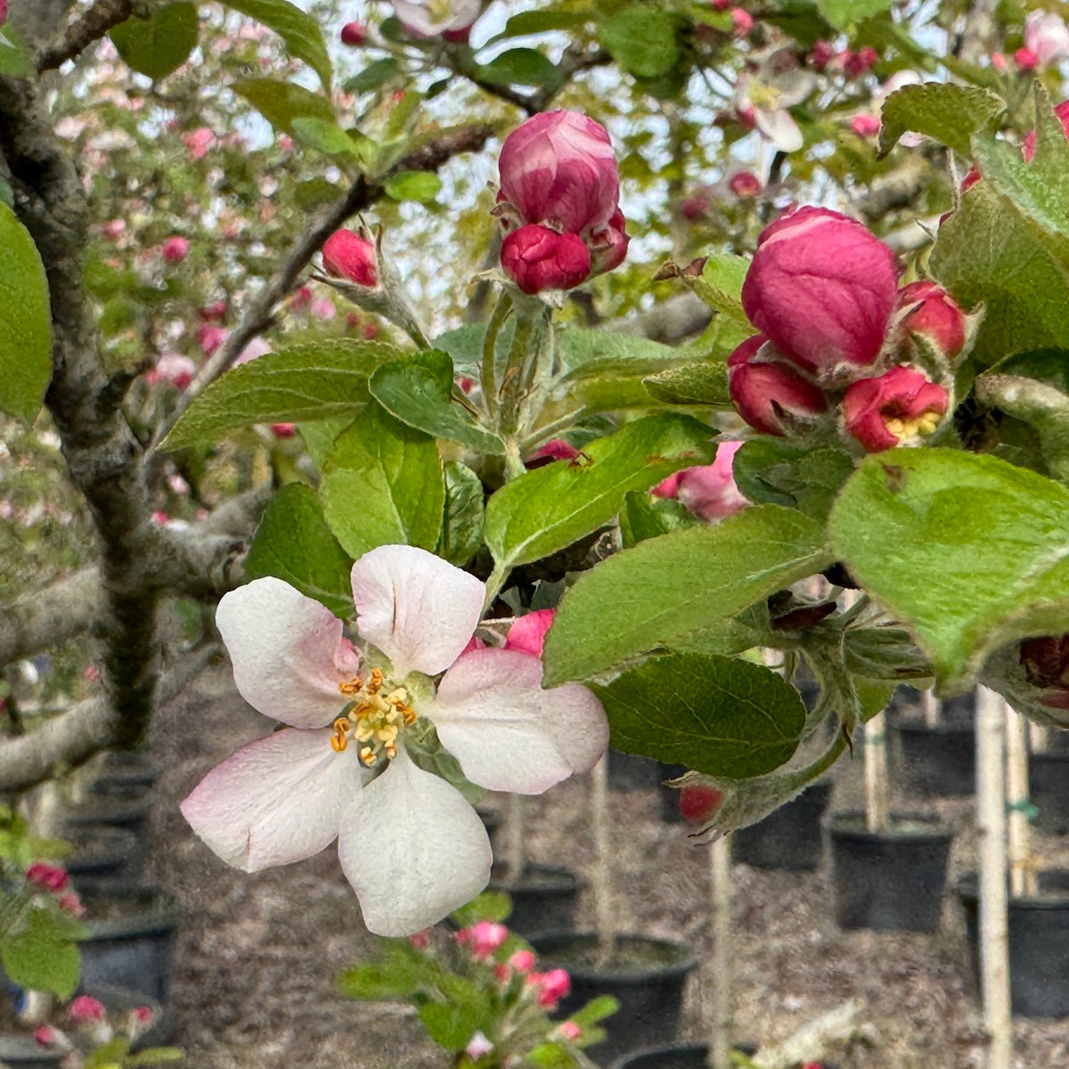 Fruit, Apple 'Honeygold' (Semi Dwarf)