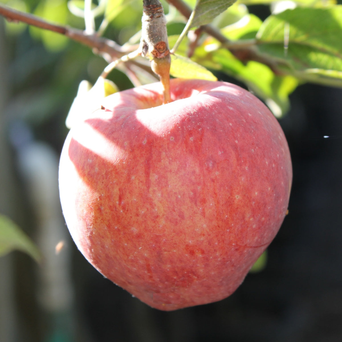 Fruit, Apple 'Red Delicious' (Semi Dwarf)