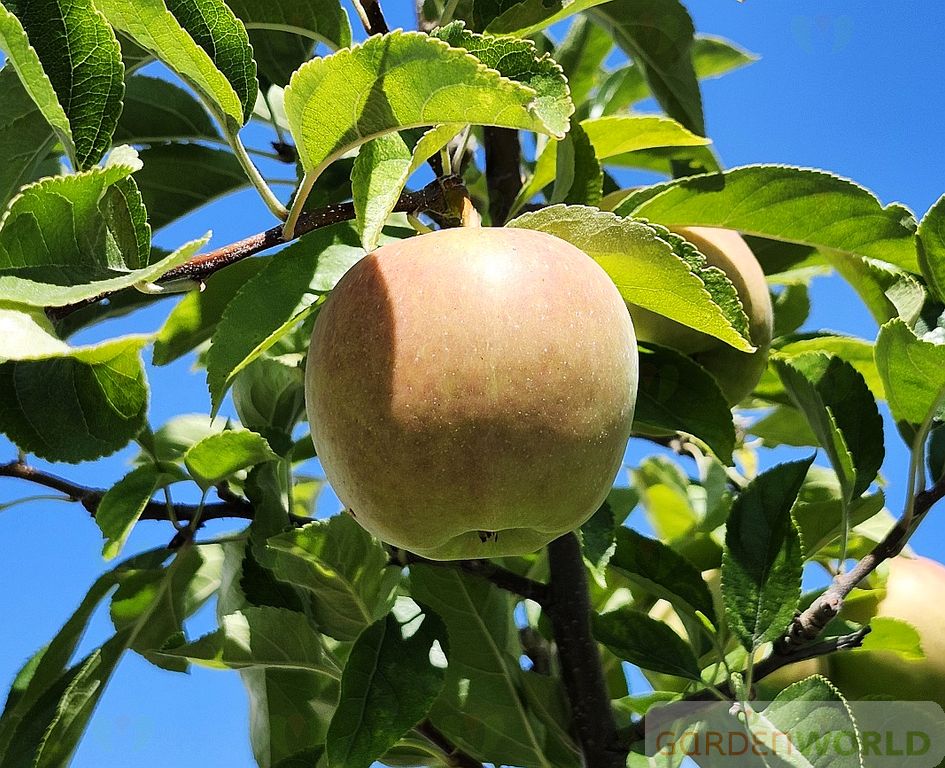 Fruit, Apple 'Yellow Delicious' (Semi Dwarf)