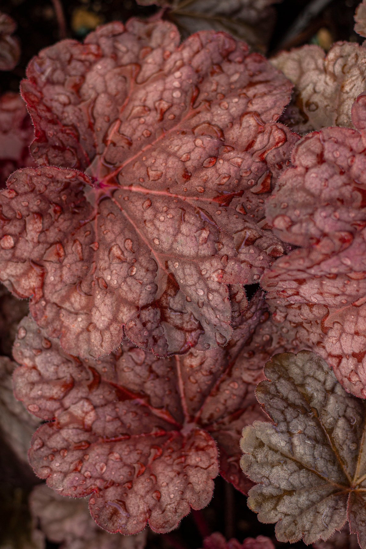Heuchera 'Berry Smoothie' PP21871