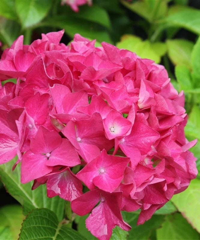 Hydrangea m. 'Red 'n Pretty'® (red)