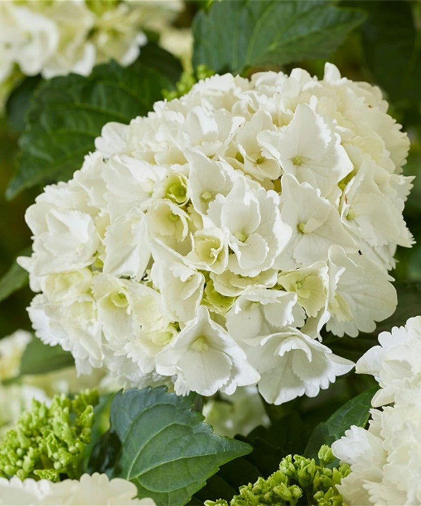 Hydrangea m. 'White' (white)