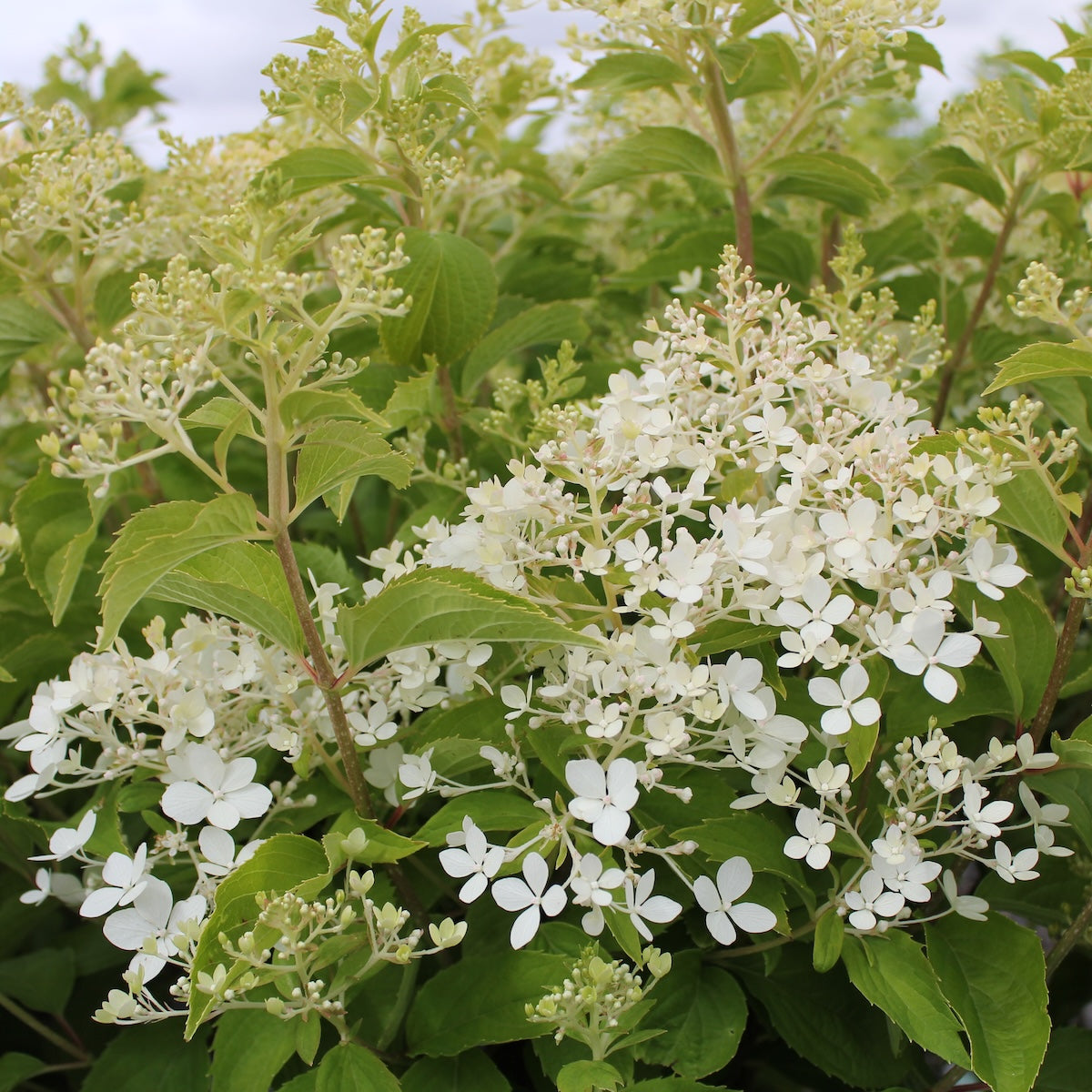 Hydrangea pan. 'Puffer Fish®' PP35316 PW (white)