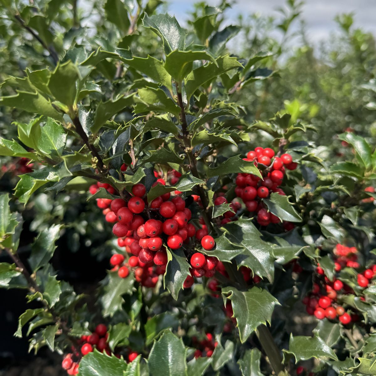 Ilex x meserveae 'Blue Prince and Blue Princess' Combo