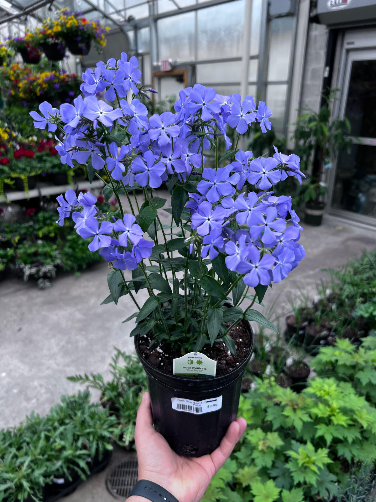 Iris ensata 'Blue Moon' (blue)