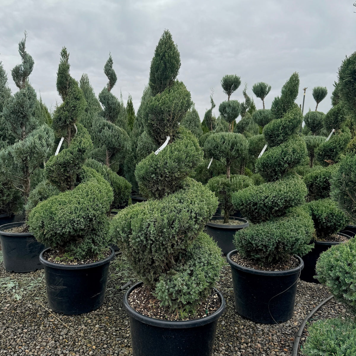 Juniperus chin. 'Blue Point', Spiral