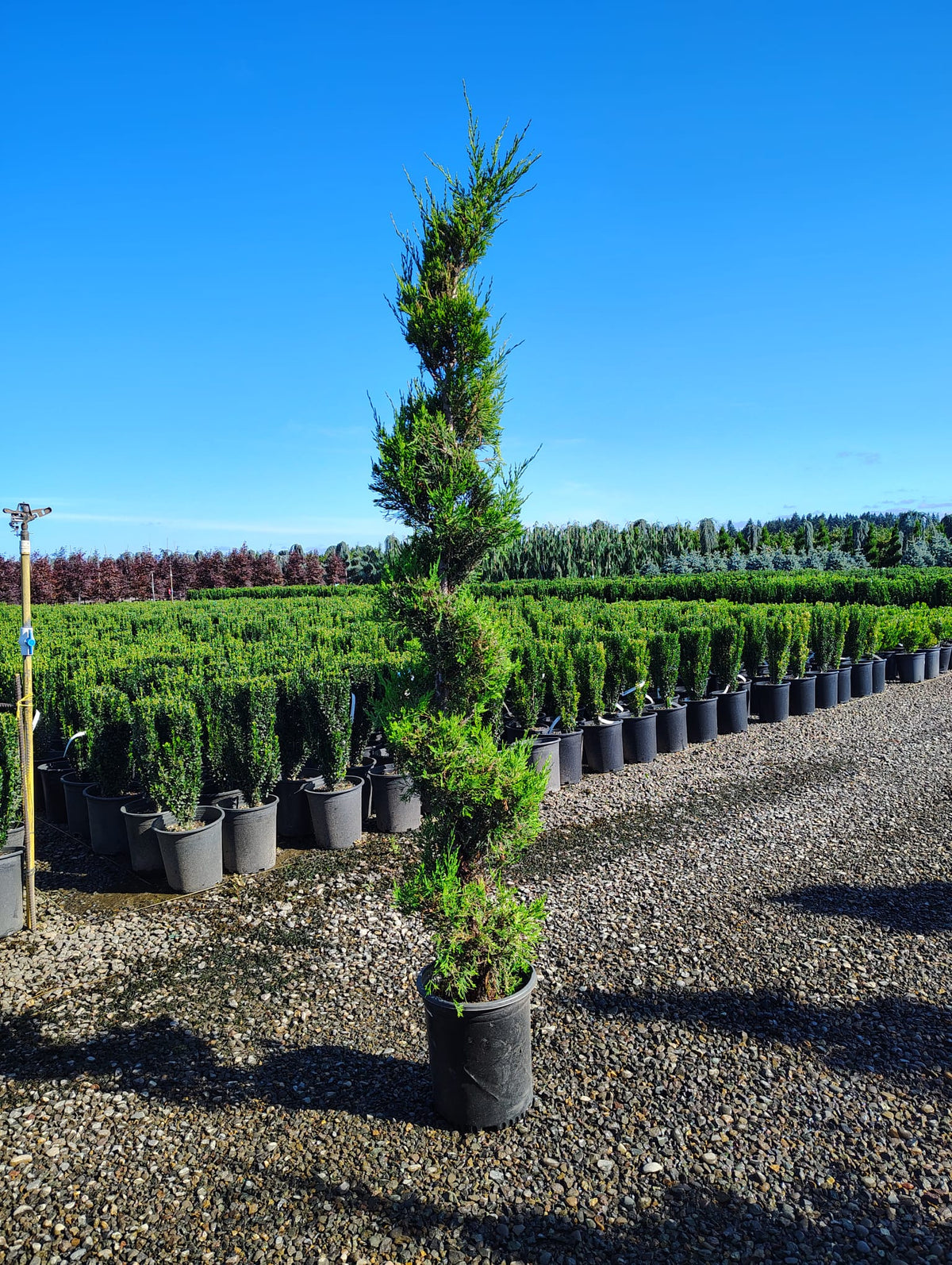 Juniperus chin. 'Spearmint', Spiral
