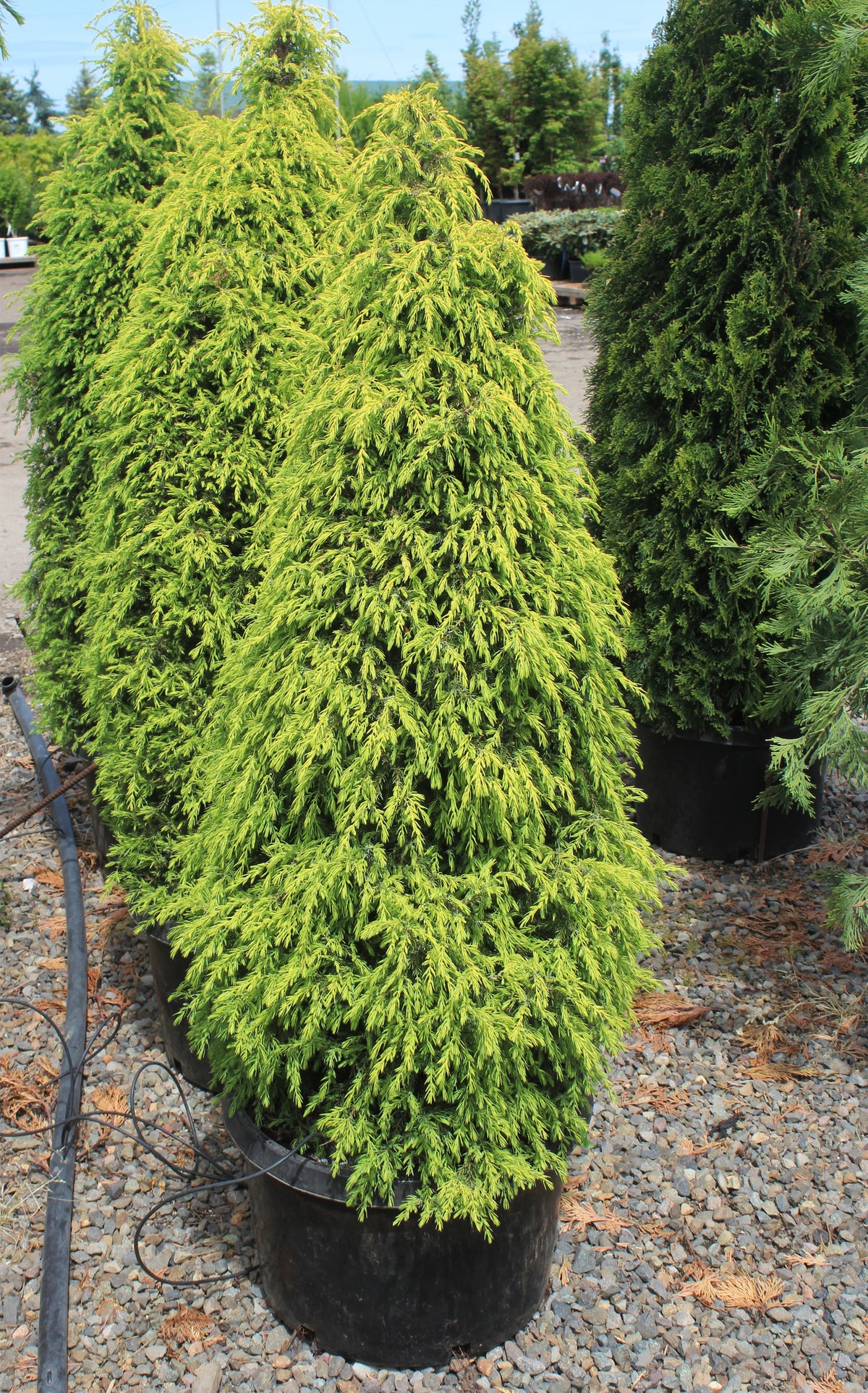 Juniperus com. 'Gold Cone'