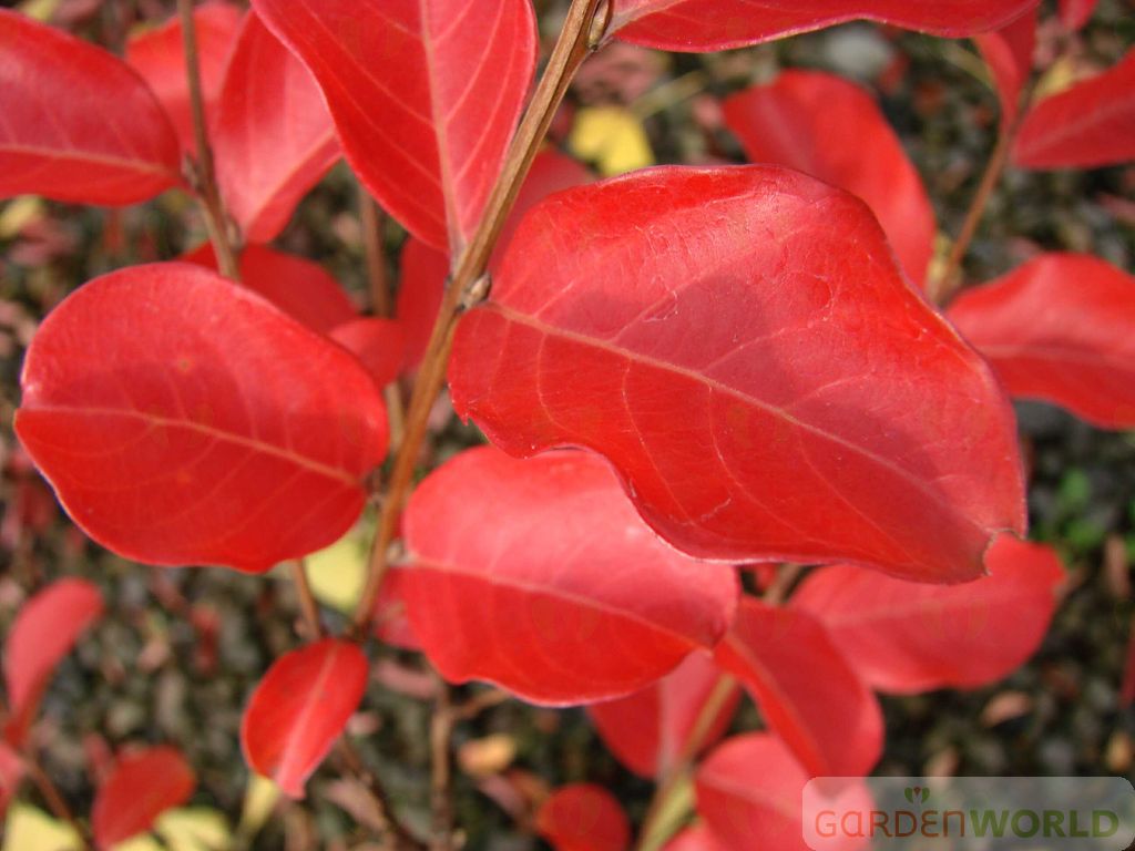 Lagerstroemia 'Tuscarora', Multi (pink)