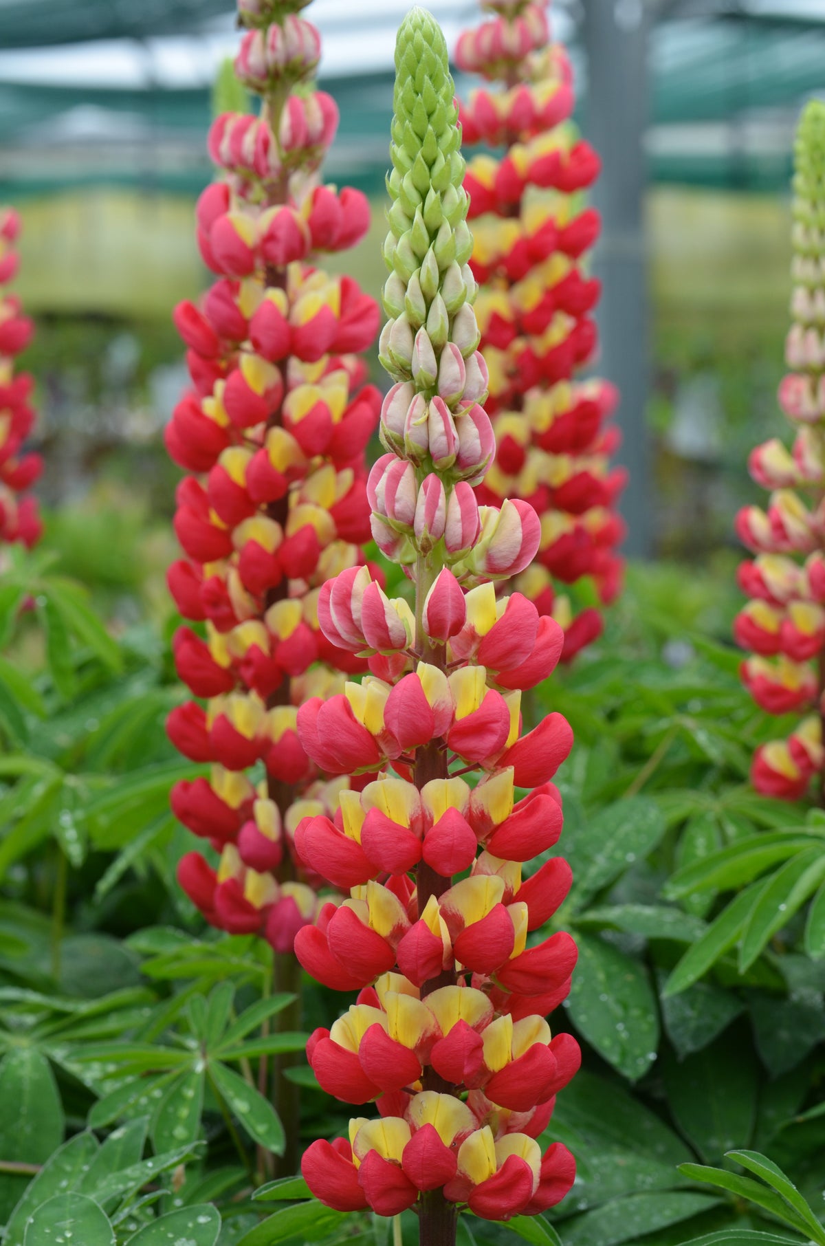 Lupinus WESTCOUNTRY™ 'Tequila Flame'