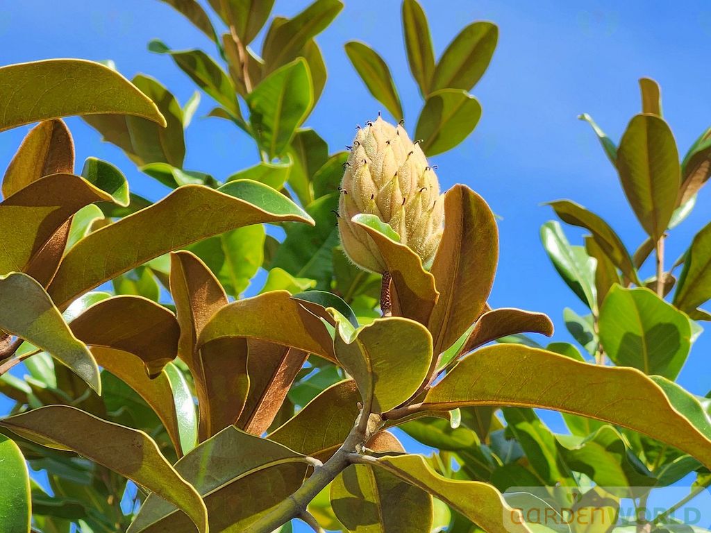 Magnolia gr. 'Bracken's Brown Beauty (white)