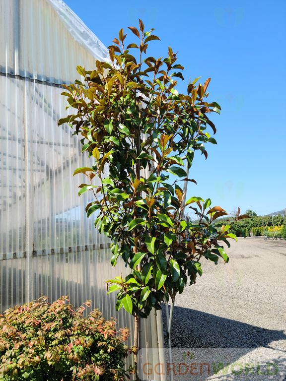 Magnolia gr. 'Bracken's Brown Beauty (white)