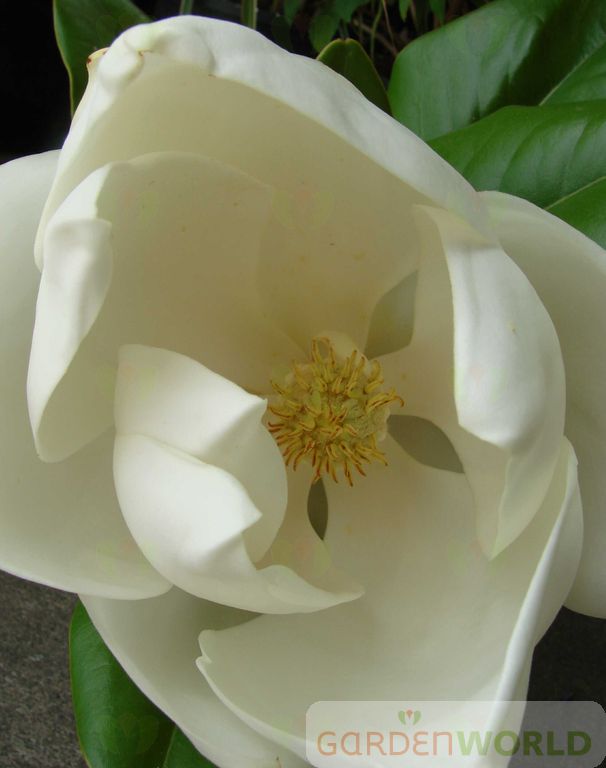 Magnolia gr. 'Edith Bogue' (white)