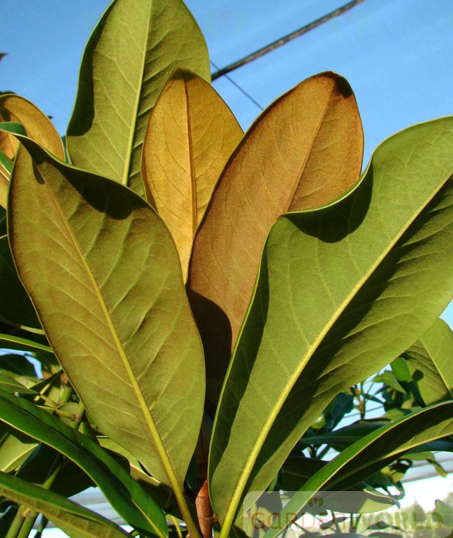 Magnolia gr. 'Edith Bogue' (white)