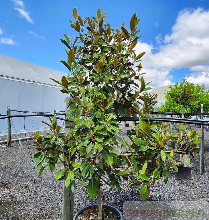 Magnolia gr. 'Little Gem' (white)