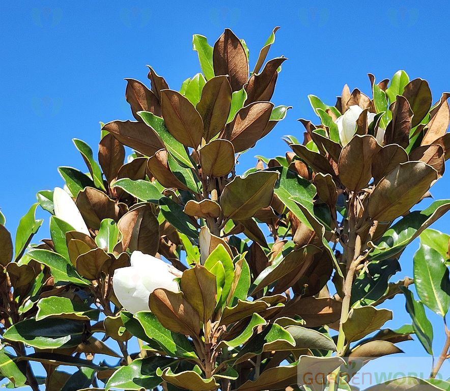 Magnolia gr. 'Little Gem' (white)