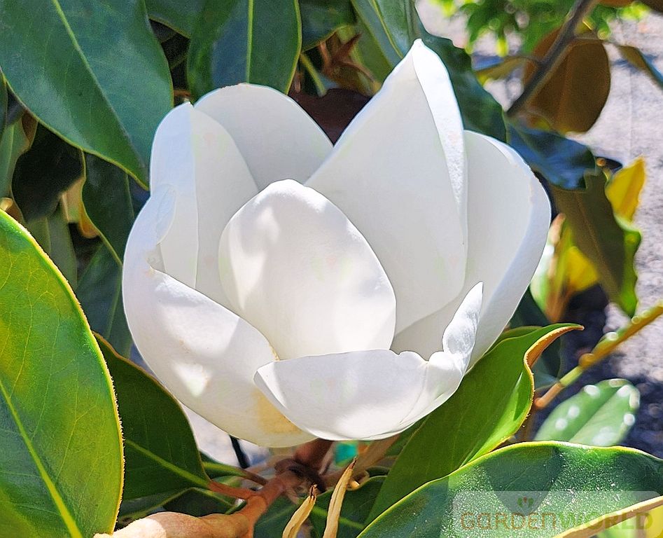 Magnolia gr. 'Little Gem' (white)