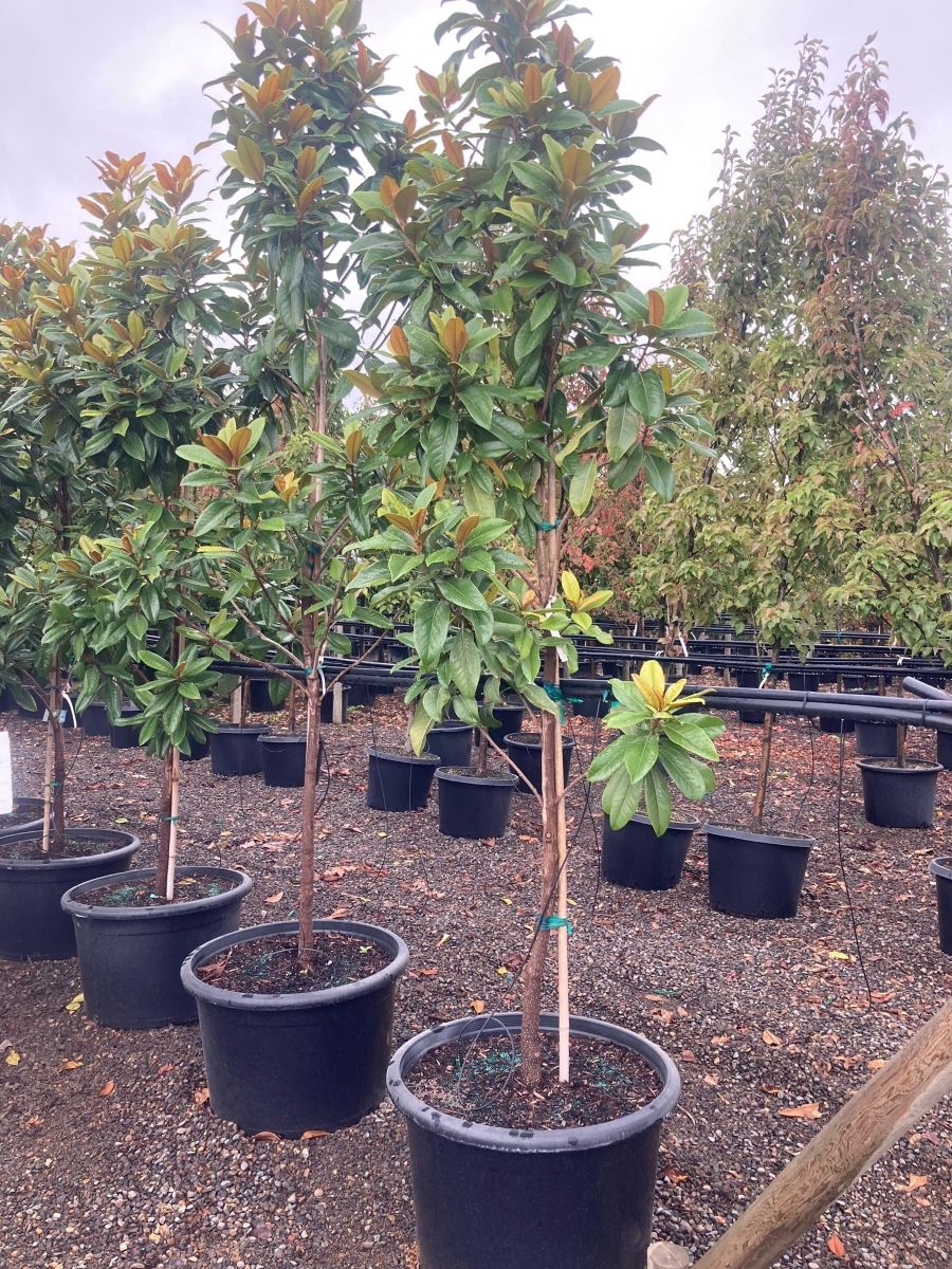 Magnolia gr. 'Victoria', Tree Form (white)