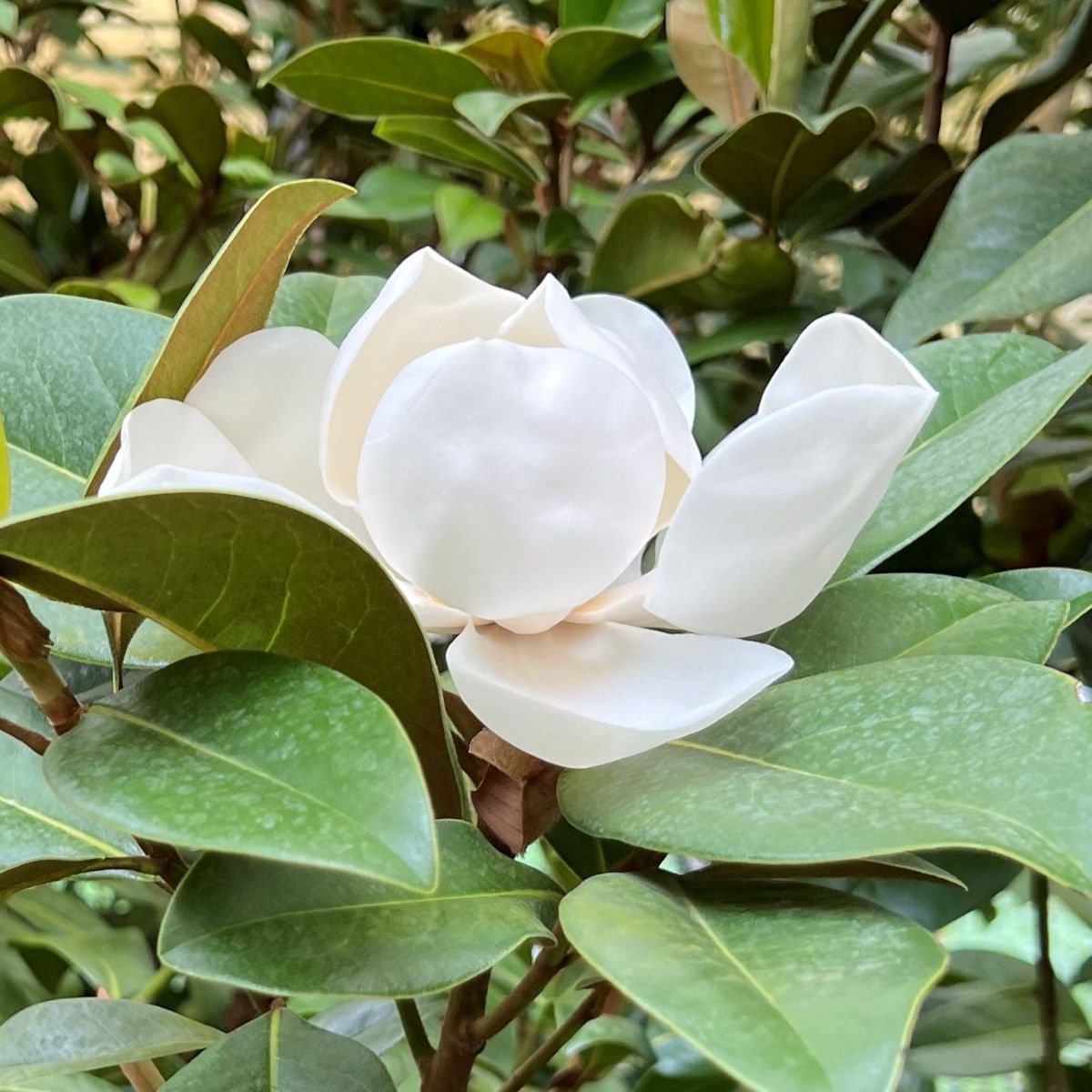 Magnolia gr. 'Victoria' (white)
