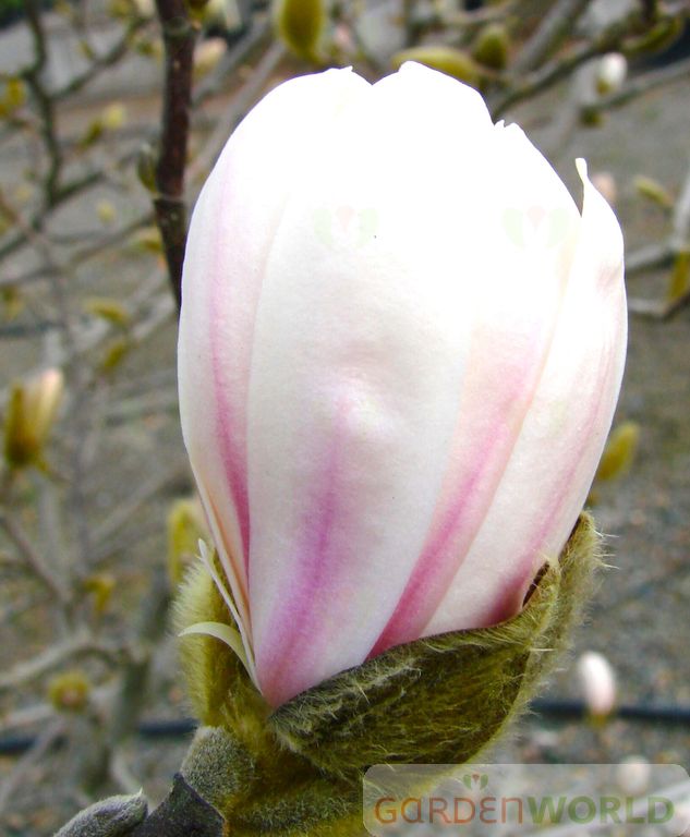 Magnolia stellata 'Royal Star' (white)