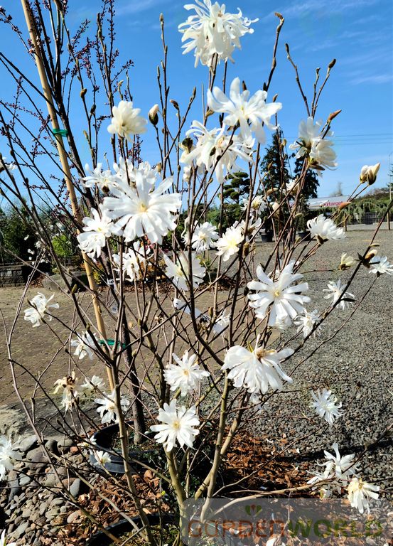 Magnolia stellata 'Royal Star' (white)