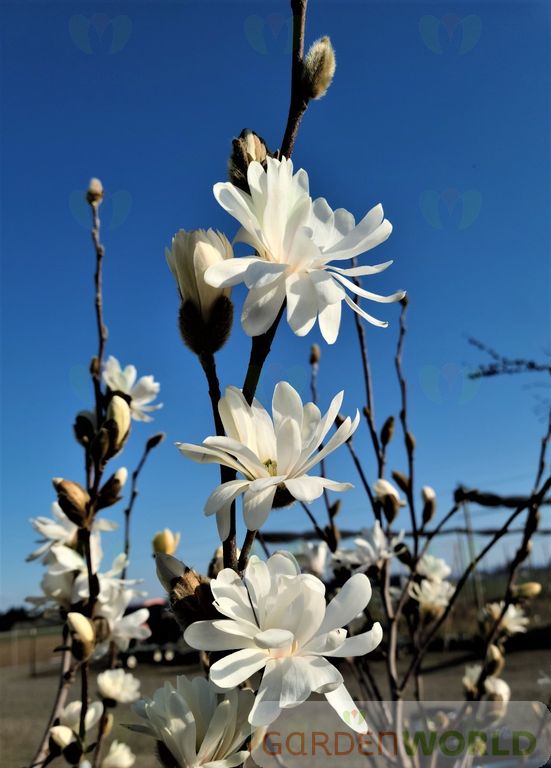 Magnolia stellata 'Royal Star' (white)