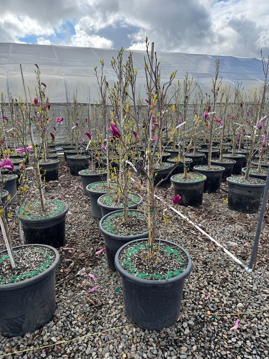 Magnolia x 'Susan' (purple)