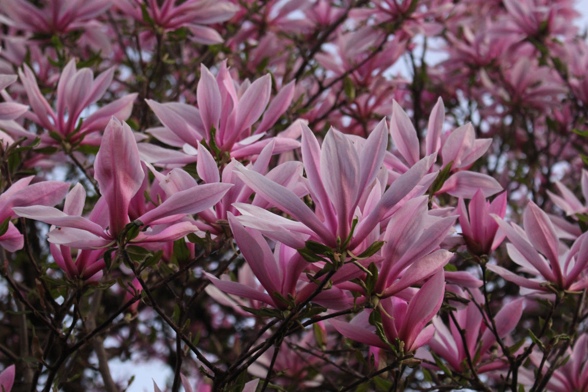 Magnolia x 'The Girls' (purple)