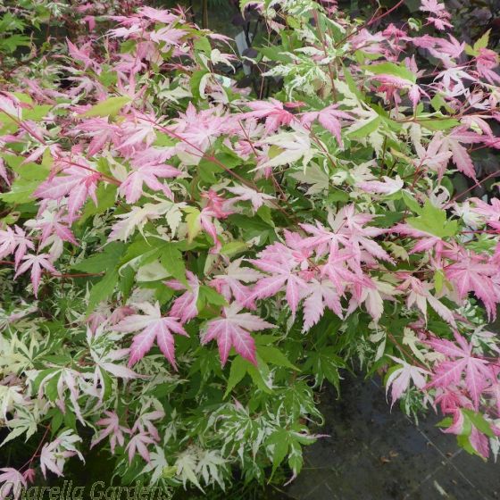 Acer palmatum 'Orido nishiki'
