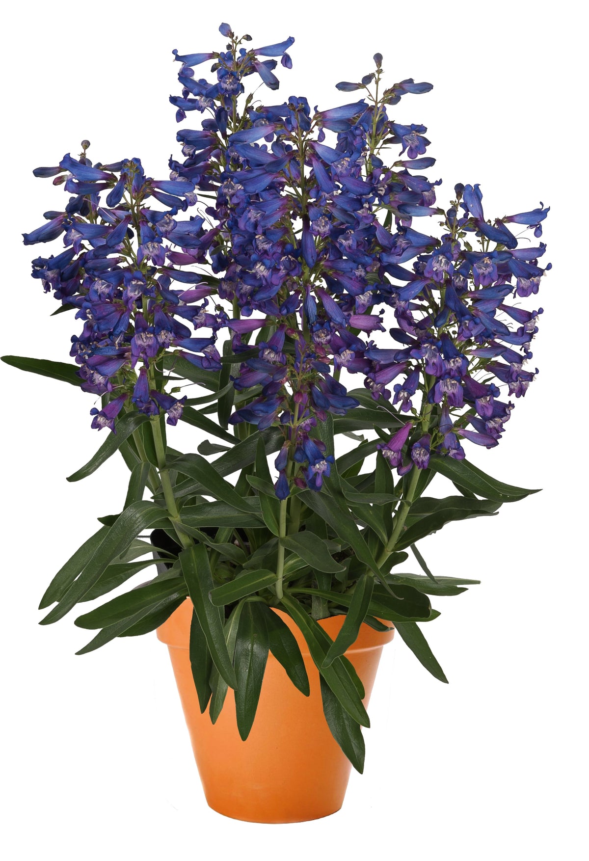 Penstemon barbatus Pristine™ Blue