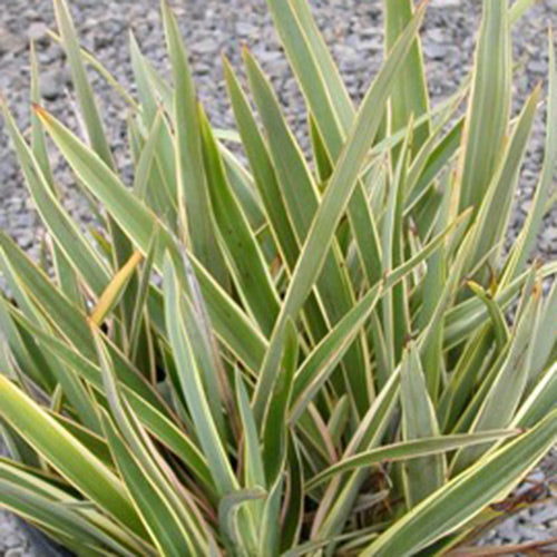Phormium tenax 'Duet'