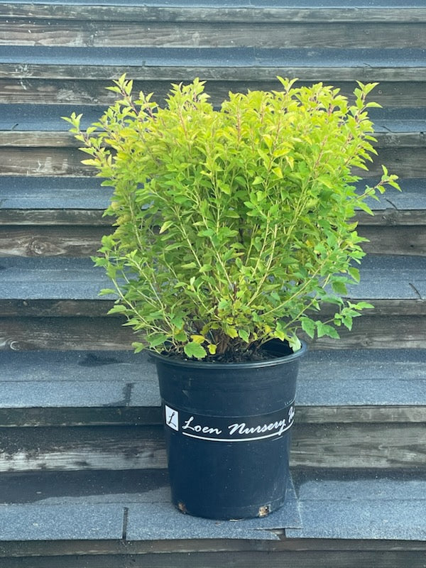 Physocarpus op. 'Raspberry Lemonade' PP31198