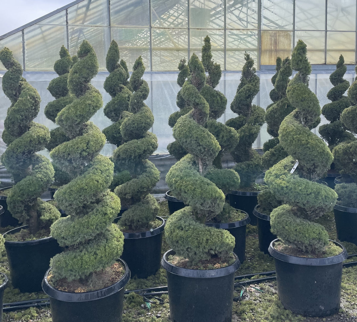 Picea glauca 'Conica', Spiral