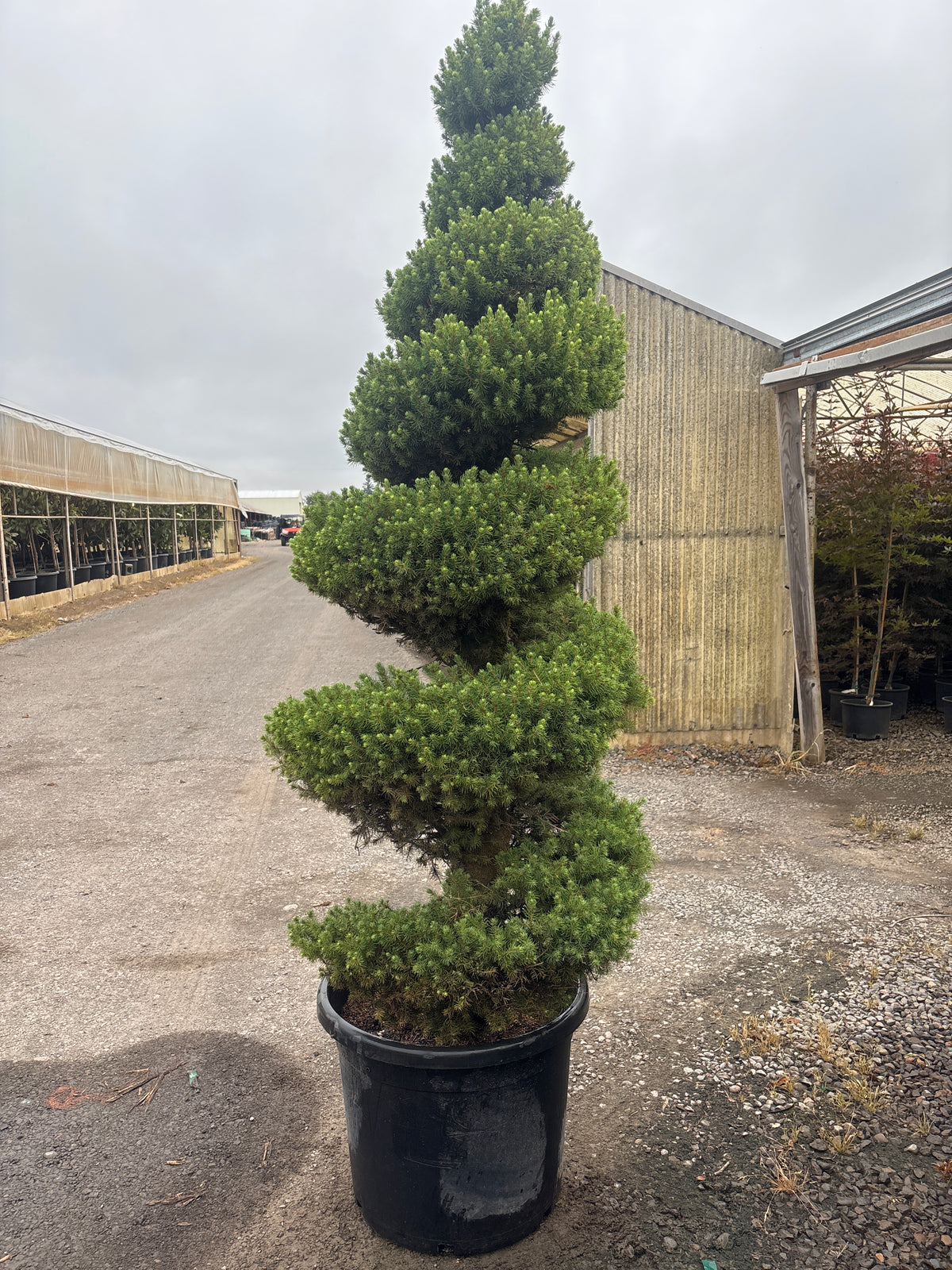 Picea glauca 'Conica', Spiral