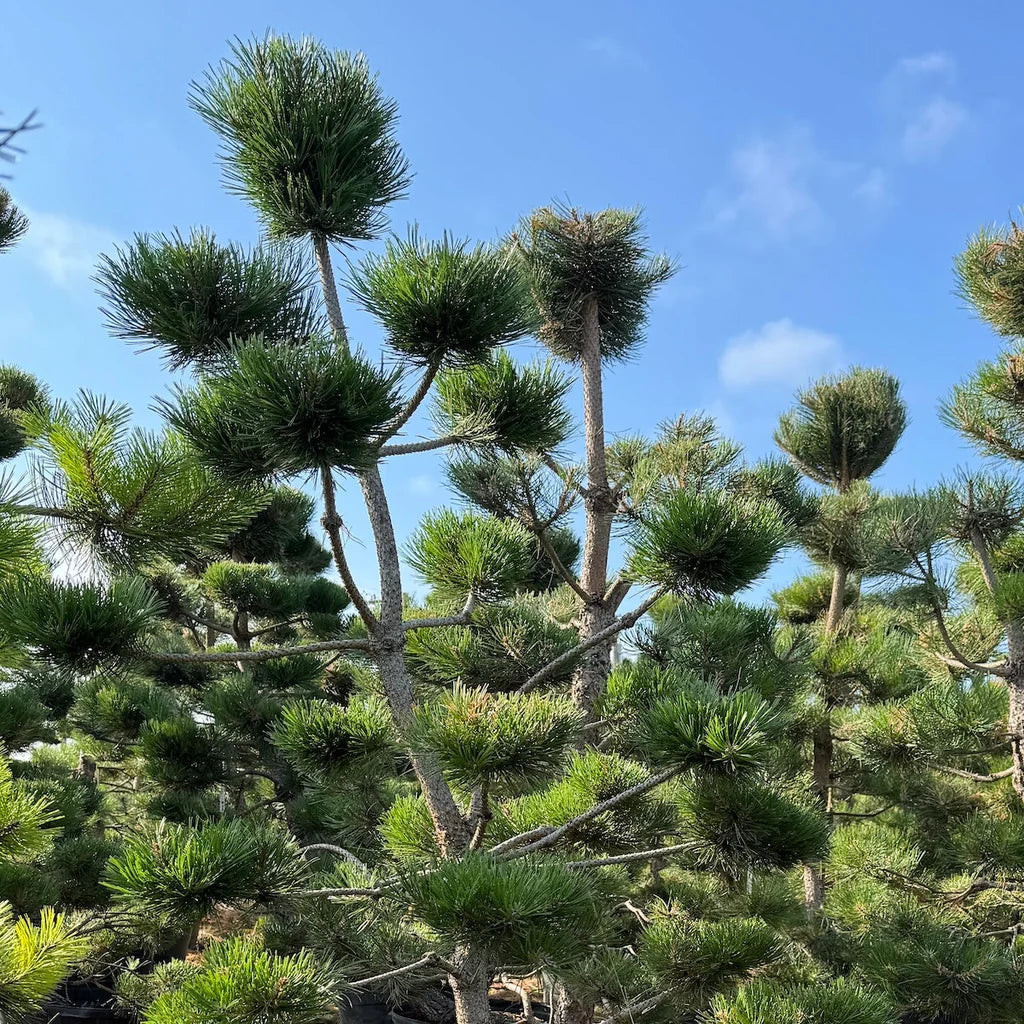 Pinus nigra 'Oregon Green', Poodle