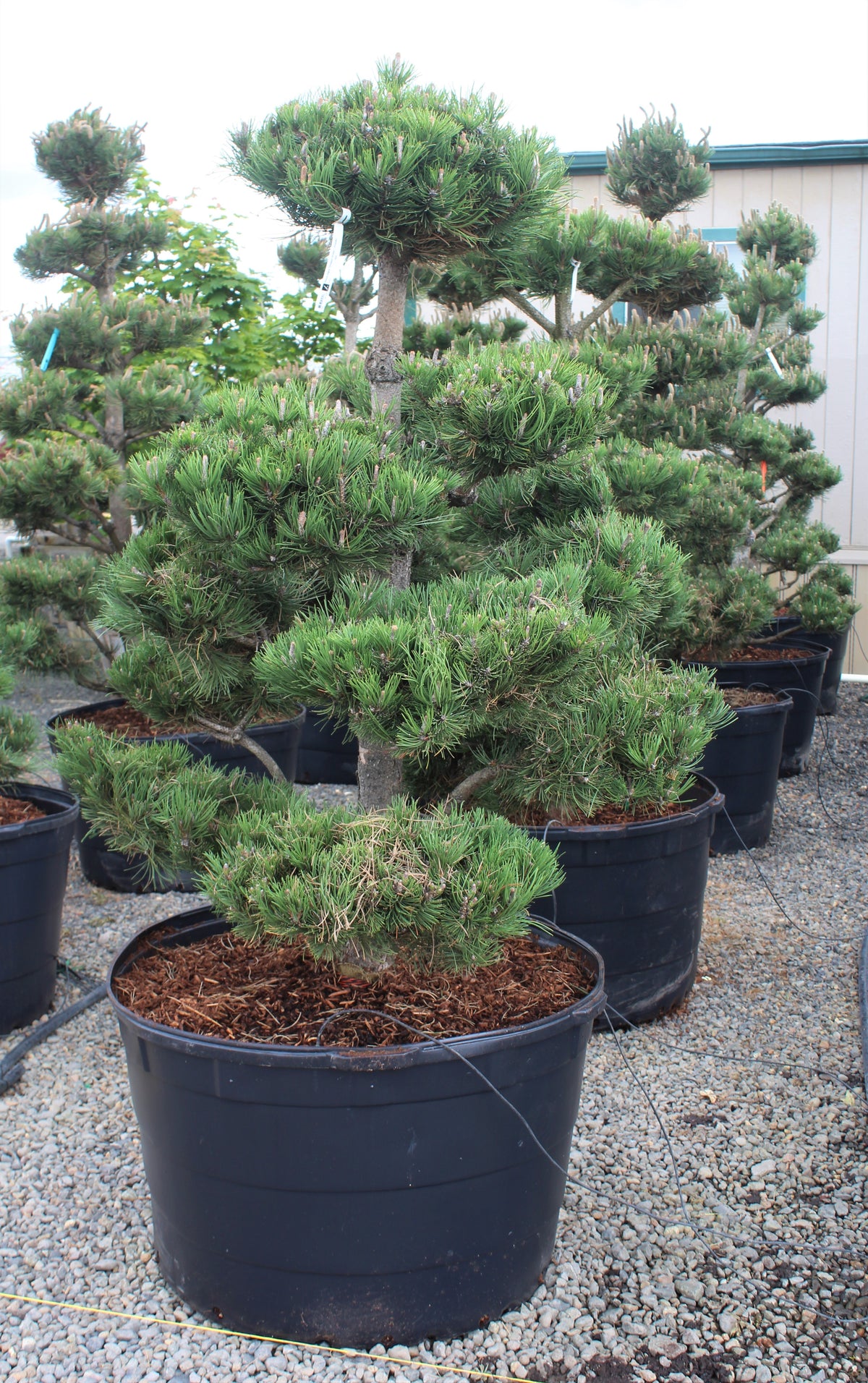 Pinus nigra, Poodle