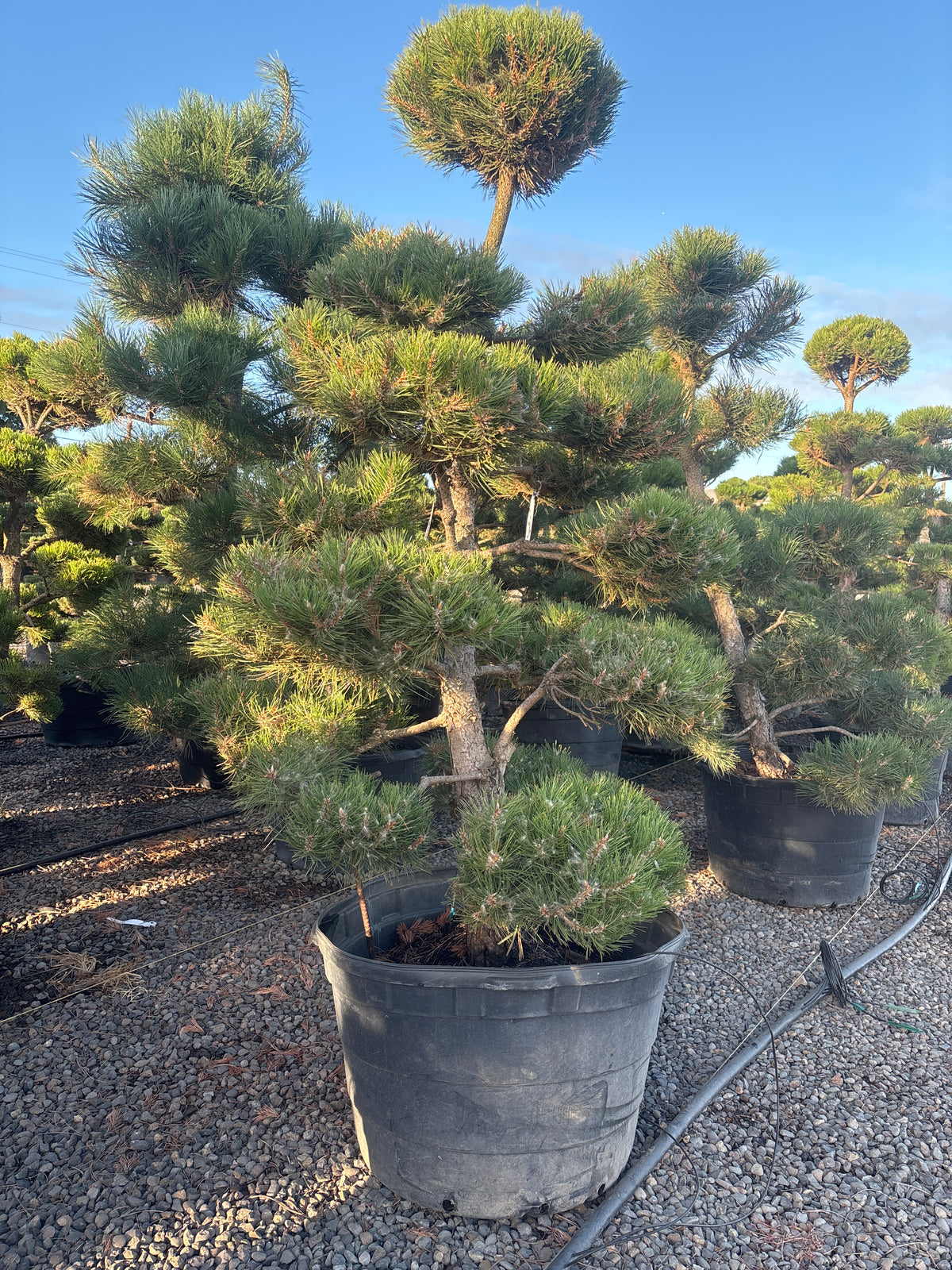 Pinus nigra, Poodle
