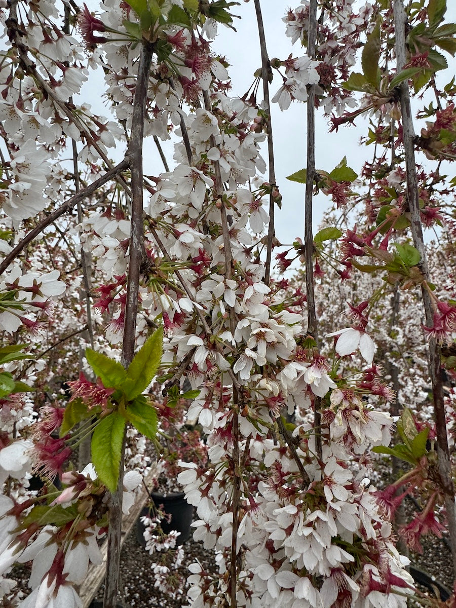 Prunus serr. 'Snow Fountains'® (white), Serpentine