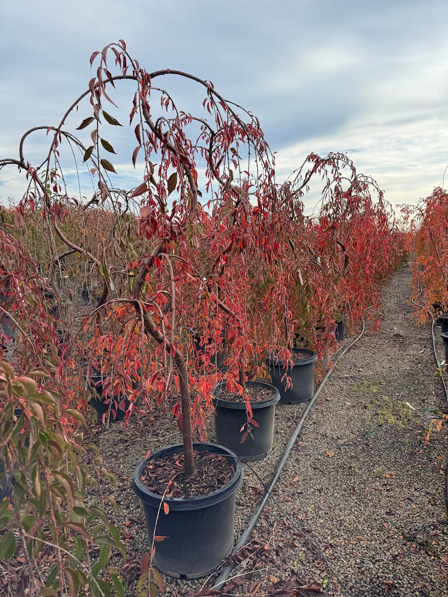 Prunus serr. 'Snow Fountains'® (white), Serpentine