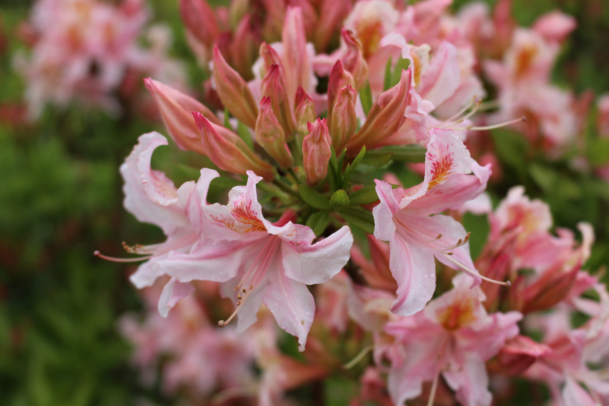 Rhododendron occidentalis (fragrant pink)