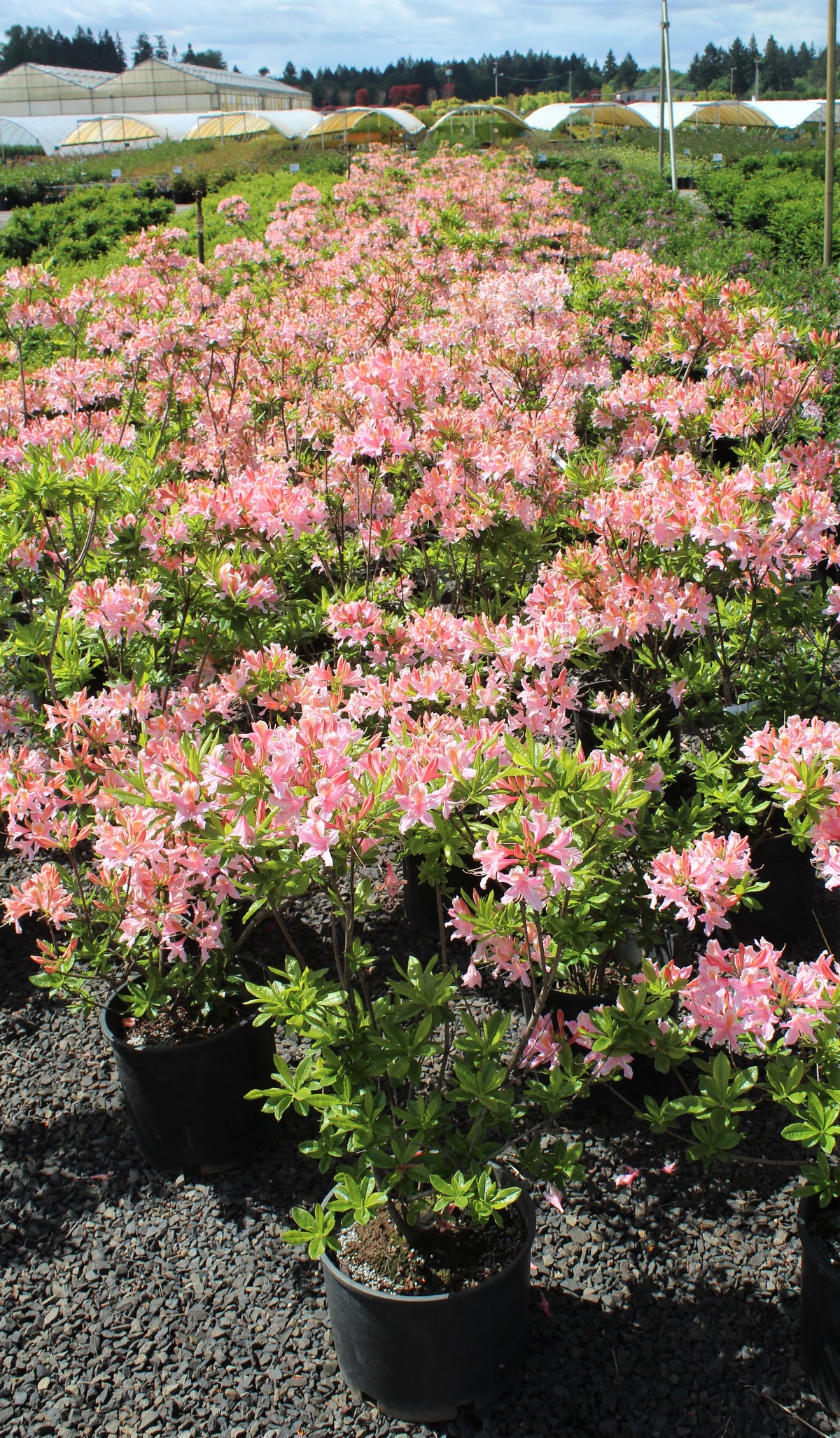 Rhododendron occidentalis (fragrant pink)