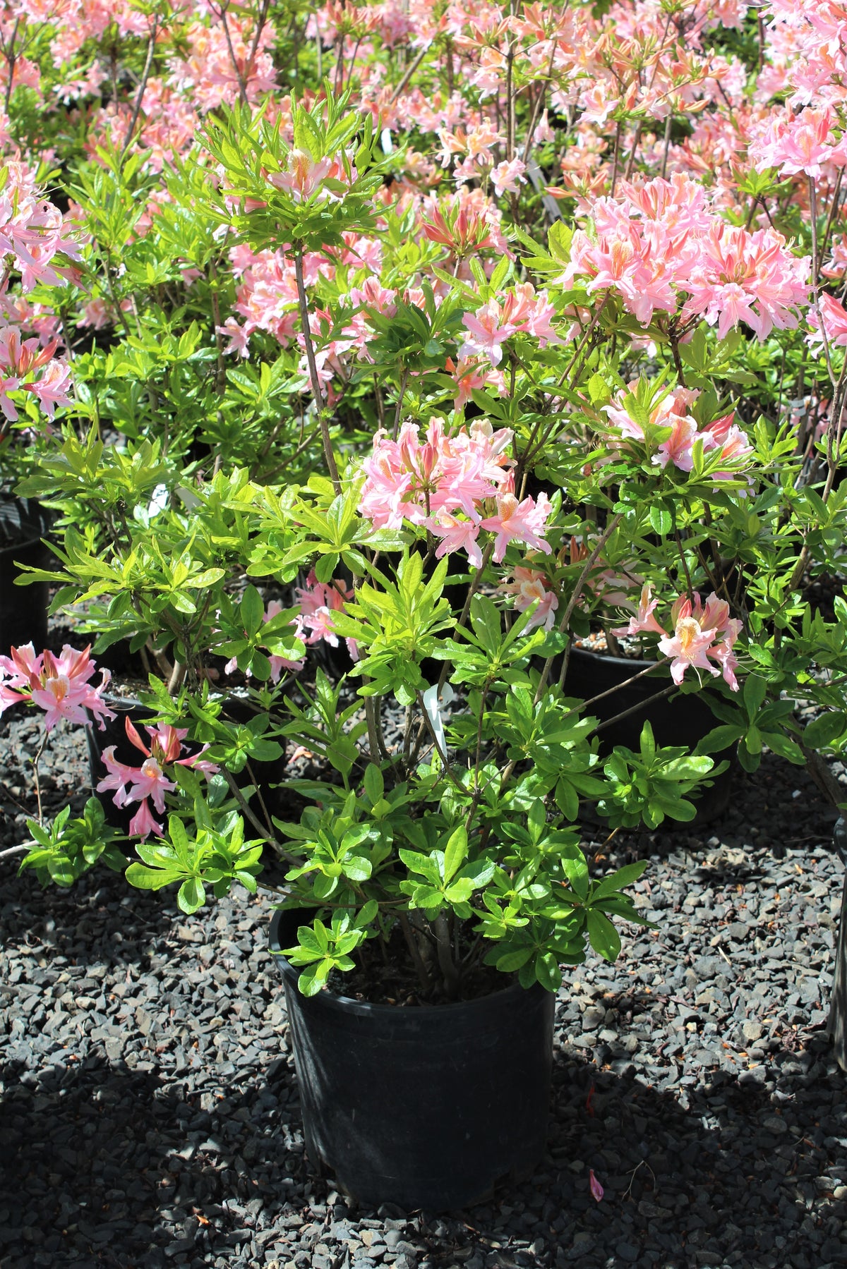 Rhododendron occidentalis (fragrant pink)