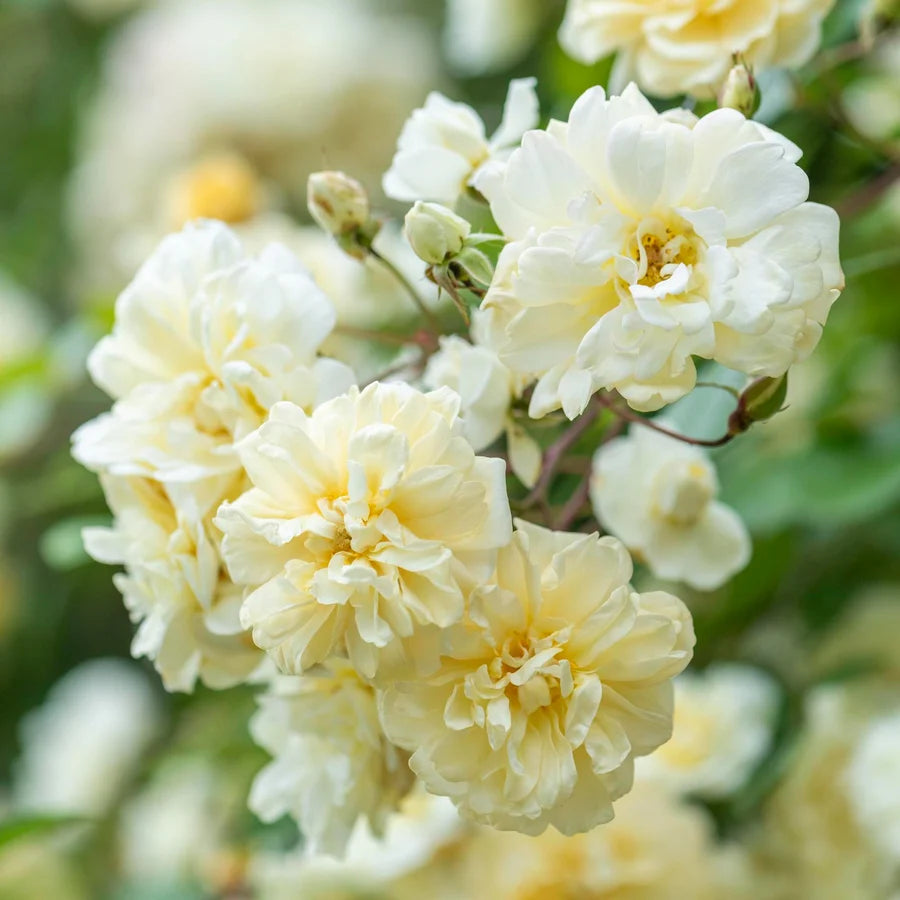 Rosa David Austin® 'Malvern Hills' (soft yellow)