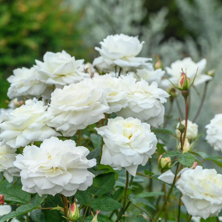 Rosa David Austin® 'Susan William-Ellis'