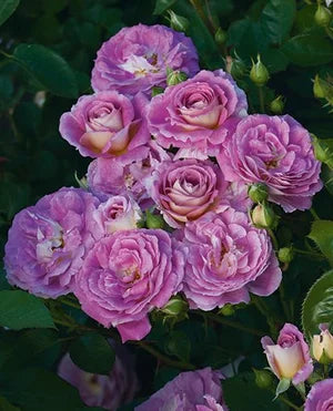 Rosa flor. ARCTIC BLUE™ PPAF (lavender)