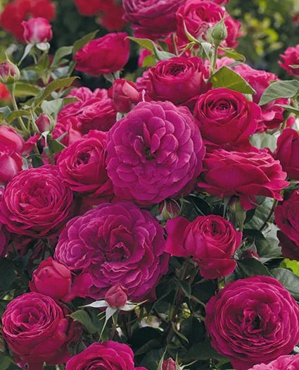 Rosa flor. CELESTIAL NIGHT™ PPAF (plum)