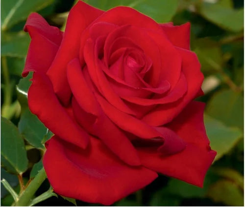 Rosa flor. 'Drop Dead Red' ™ PPAF (red)