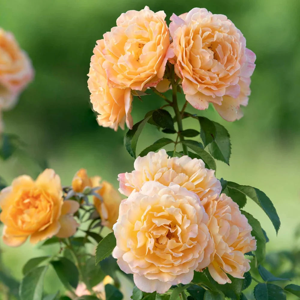 Rosa flor. FOREVER AMBER™ (amber)