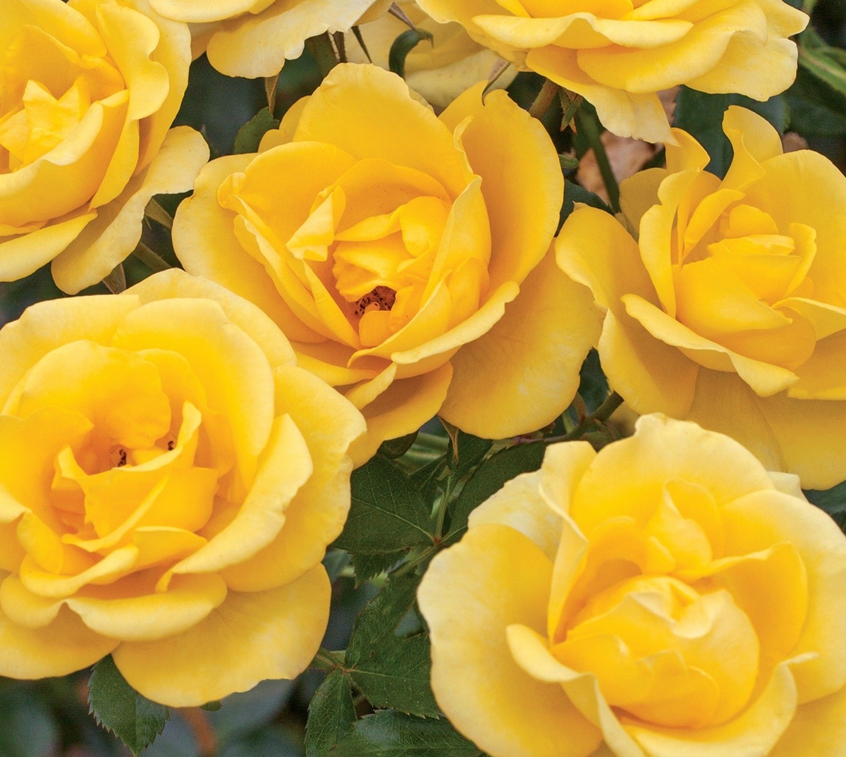 Rosa flor. 'Gilded Sun'™ PPAF (yellow), Tree Form